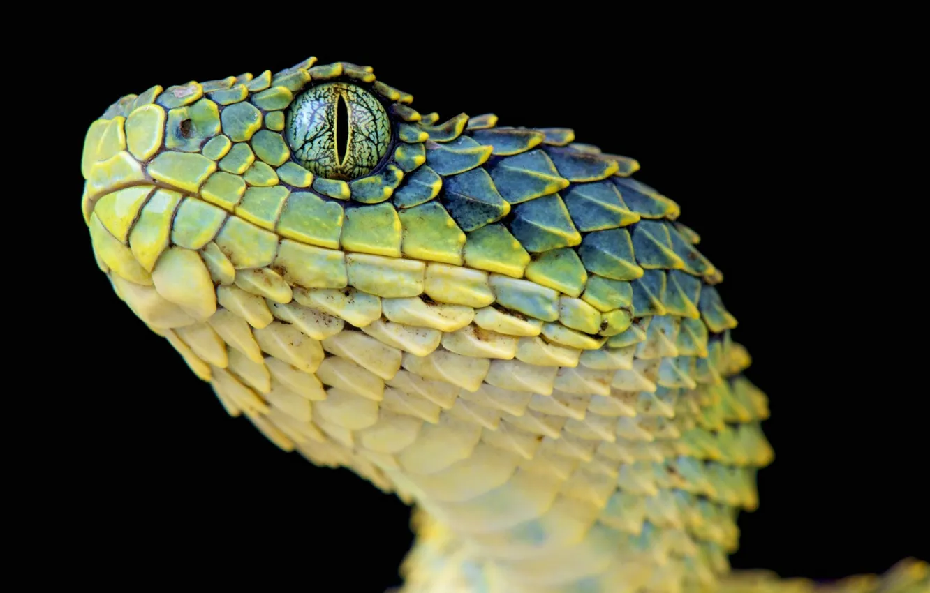 Photo wallpaper snake, reptile, rough wood Viper