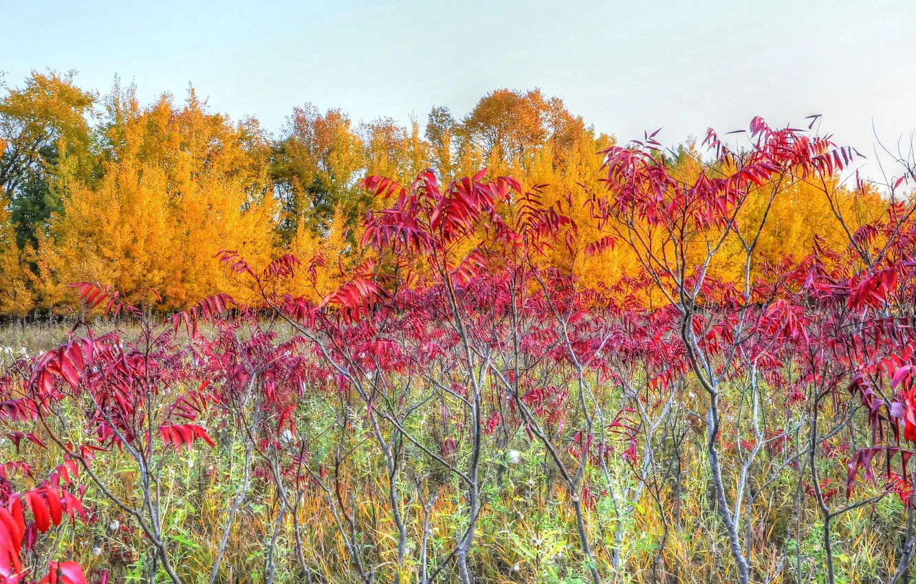 Photo wallpaper autumn, the sky, leaves, trees, branches, the bushes