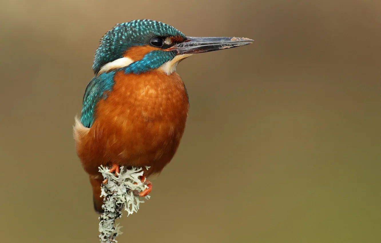 Photo wallpaper macro, flowers, bird, plant, focus, Kingfisher, sitting