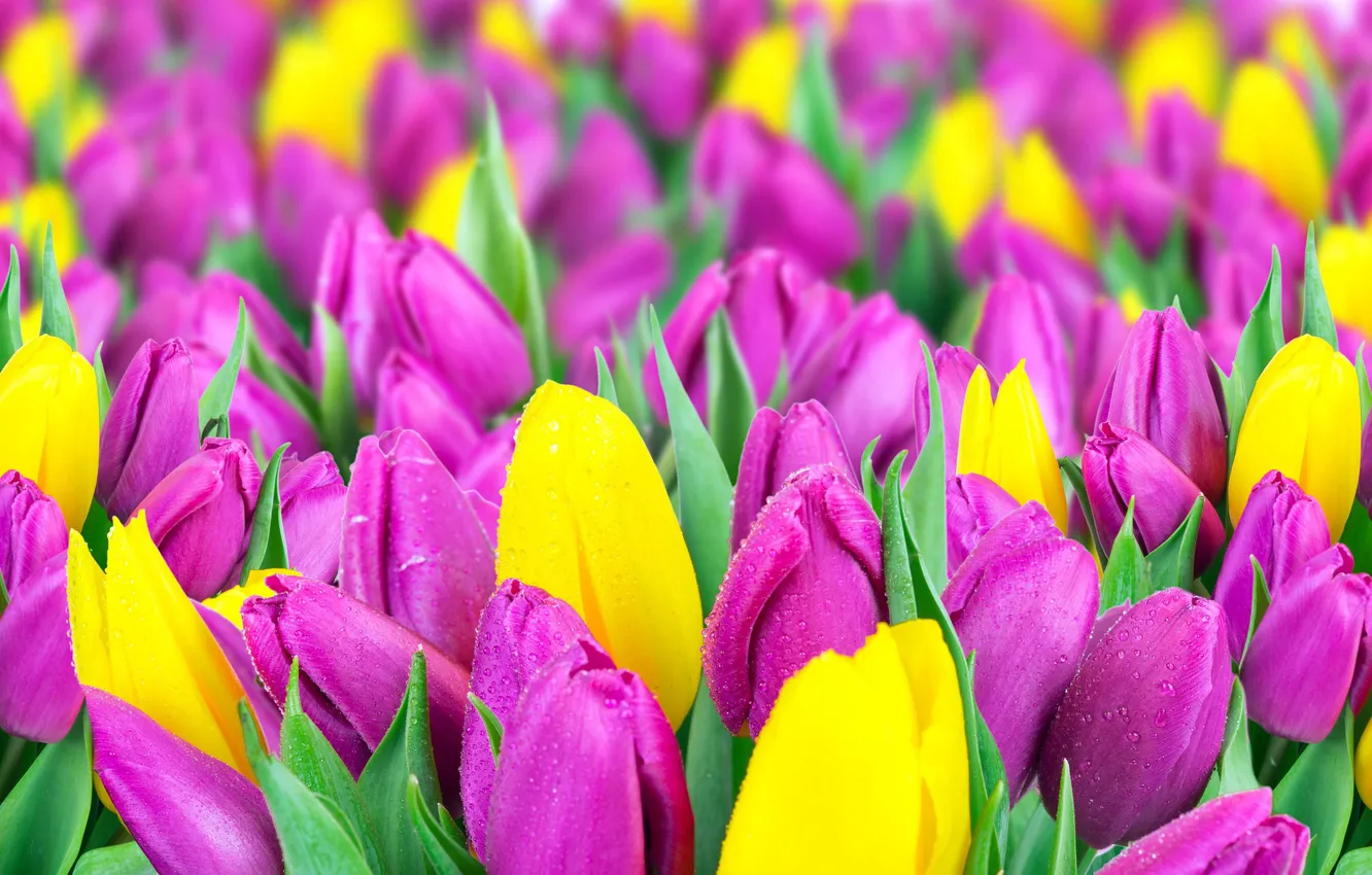 Photo wallpaper field, tulips, yellow, lilac