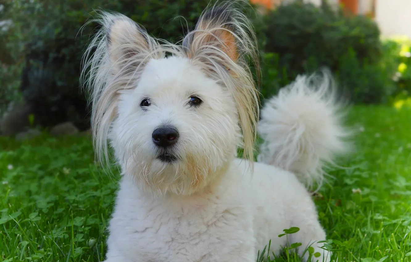 Photo wallpaper dog, dog, The West highland white Terrier