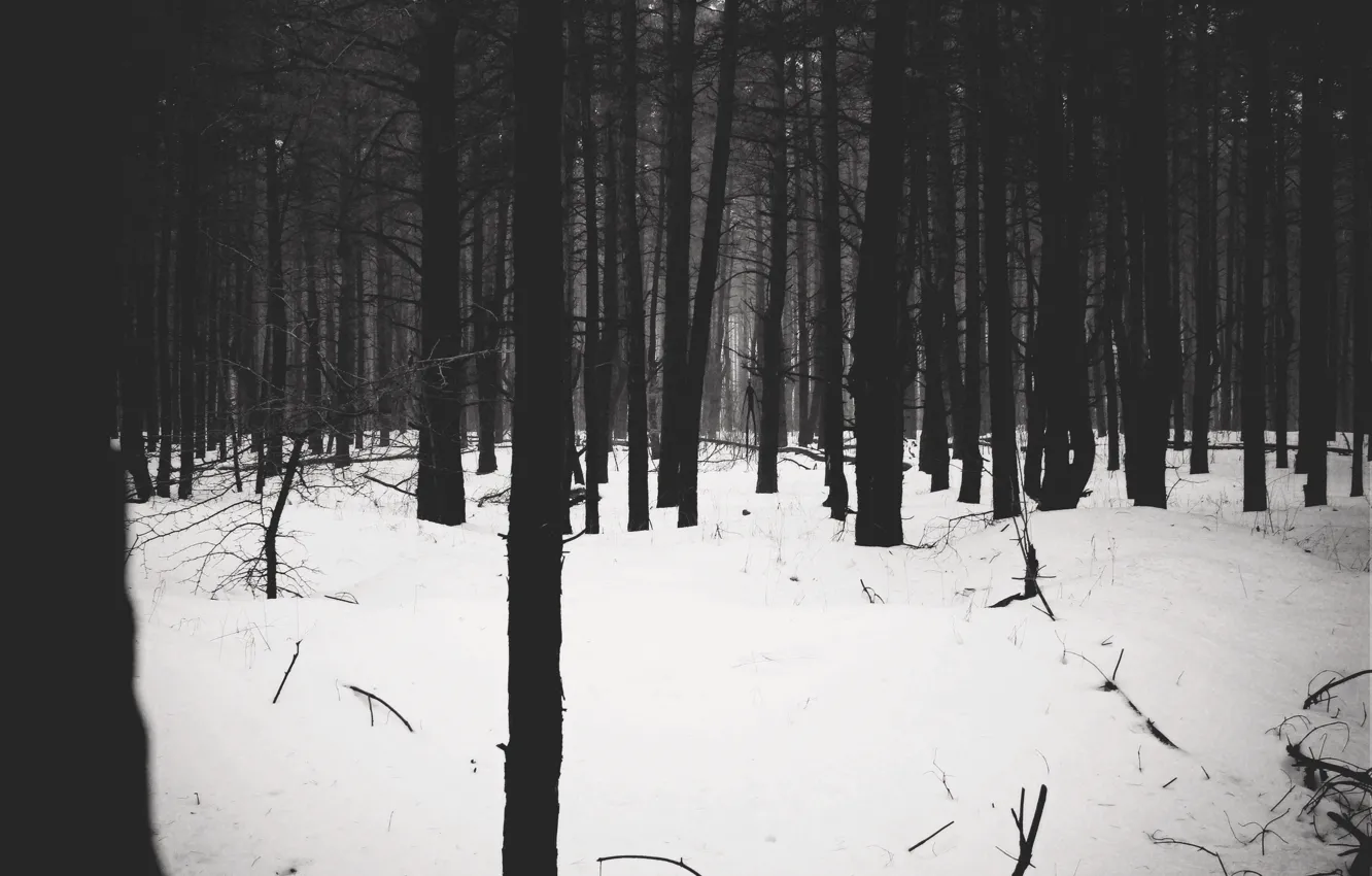 Photo wallpaper forest, forest, Slenderman, Slender, phyllium
