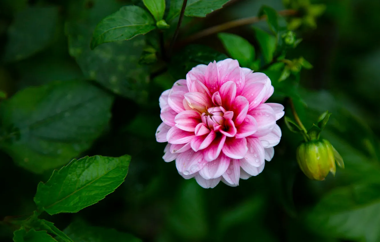 Photo wallpaper leaves, flowers, pink, dahlias