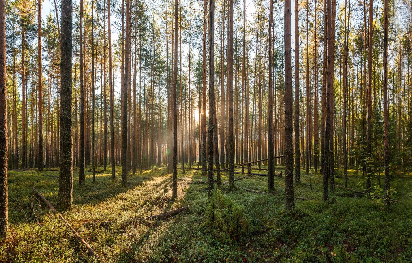 Photo wallpaper forest, dawn, pine