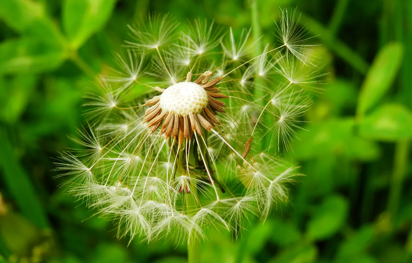 Photo wallpaper macro, dandelion, fluff, green background