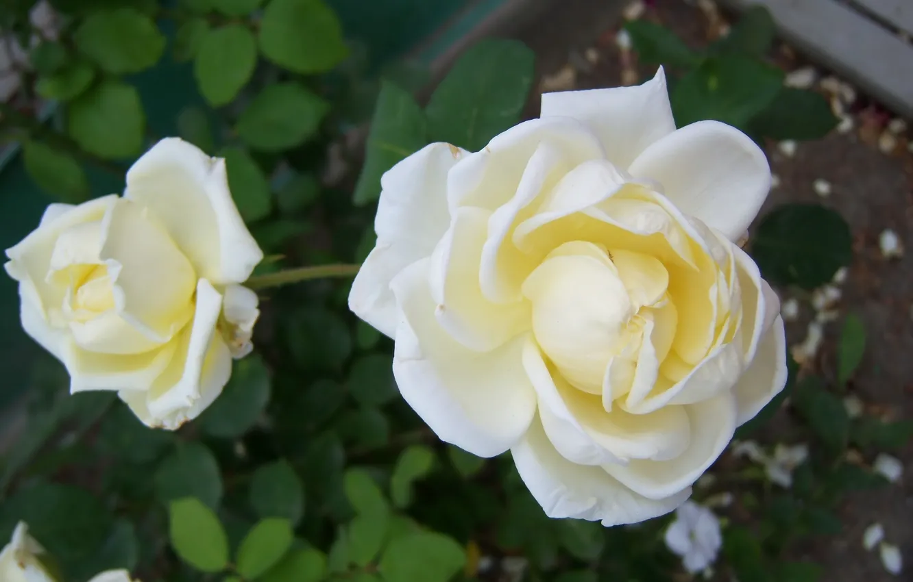 Photo wallpaper flowers, roses, white, Meduzanol ©
