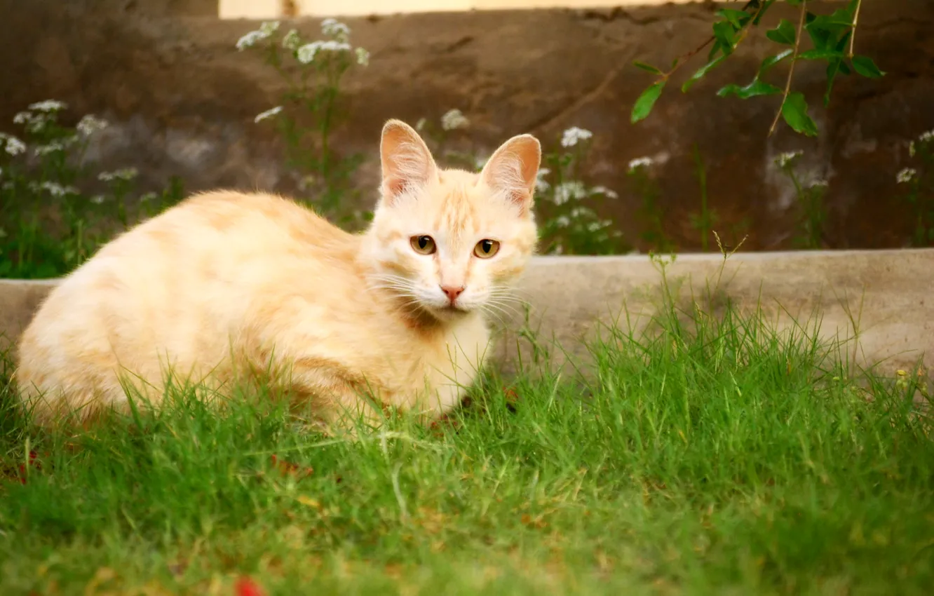Photo wallpaper cat, cute, mesha