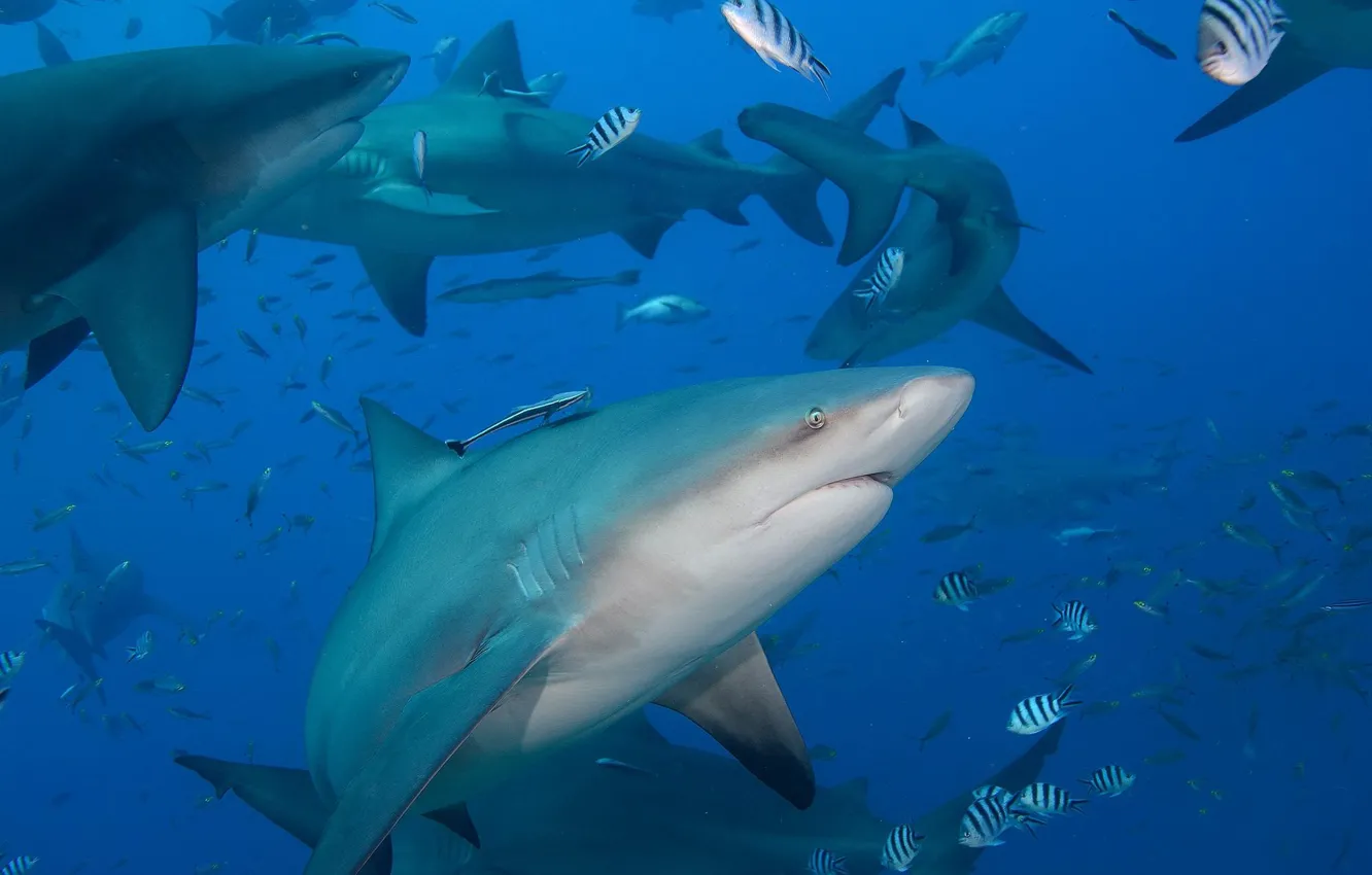 Photo wallpaper water, fish, the ocean, fish, shark, under water