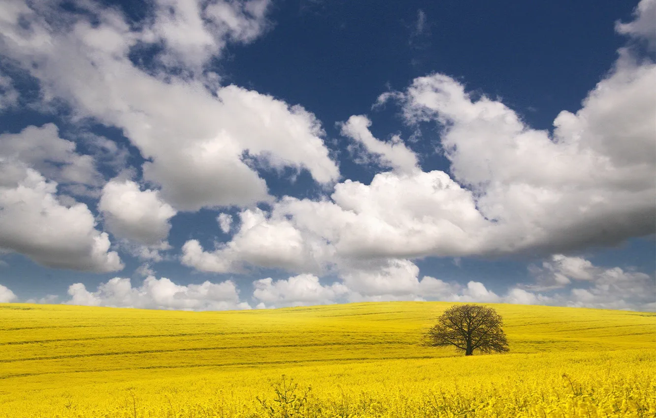 Photo wallpaper clouds, yellow, tree, Field