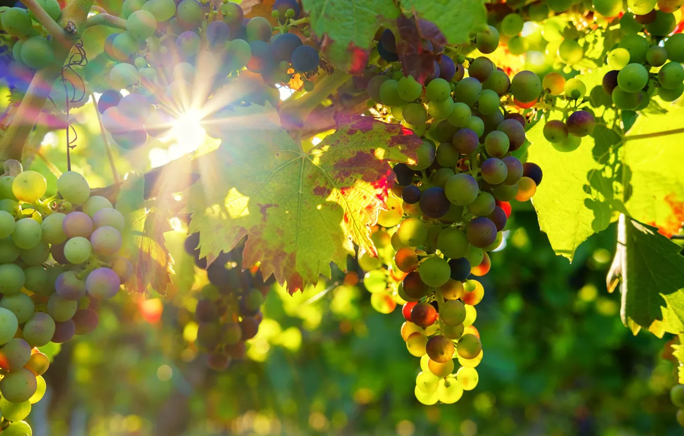 Photo wallpaper nature, grapes, vineyard