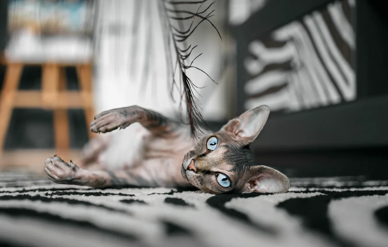 Photo wallpaper cat, look, pen, paws, muzzle, blue eyes, Sphinx