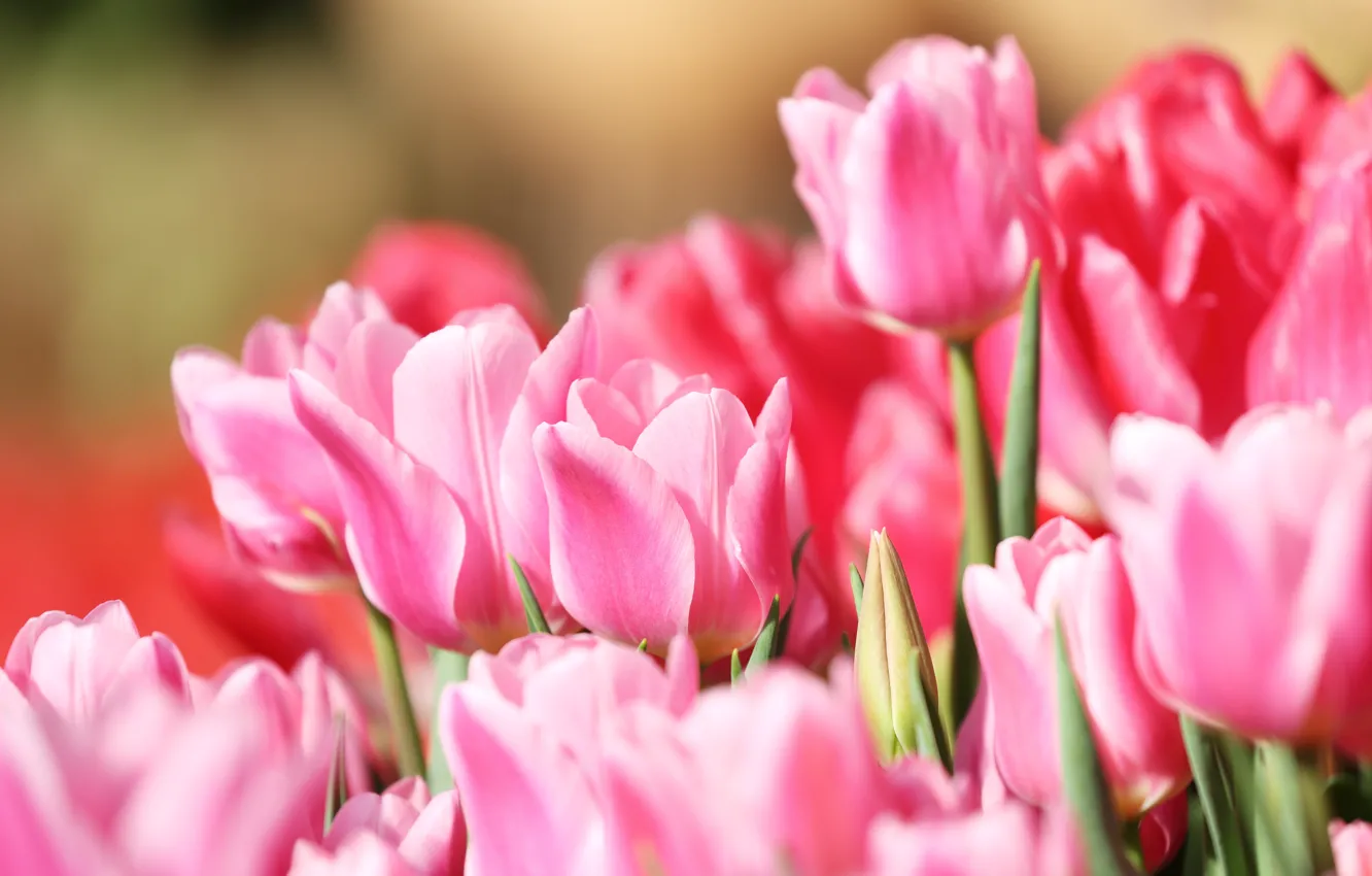 Photo wallpaper macro, tulips, pink, buds
