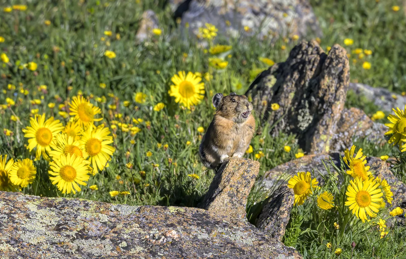 Photo wallpaper summer, light, flowers, yellow, stones, glade, stump, sitting