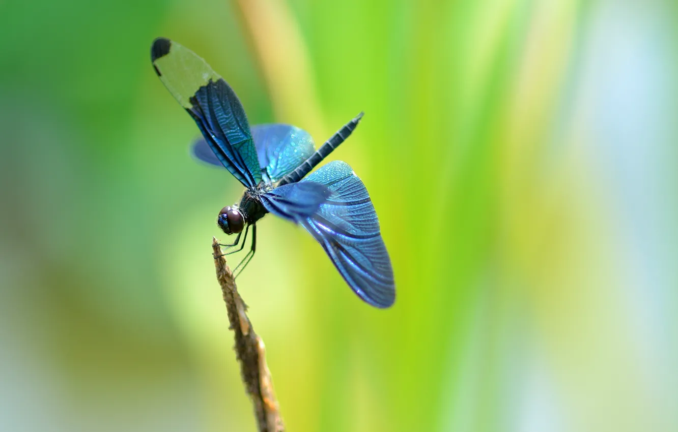 Photo wallpaper sprig, background, dragonfly, a blade of grass, blue