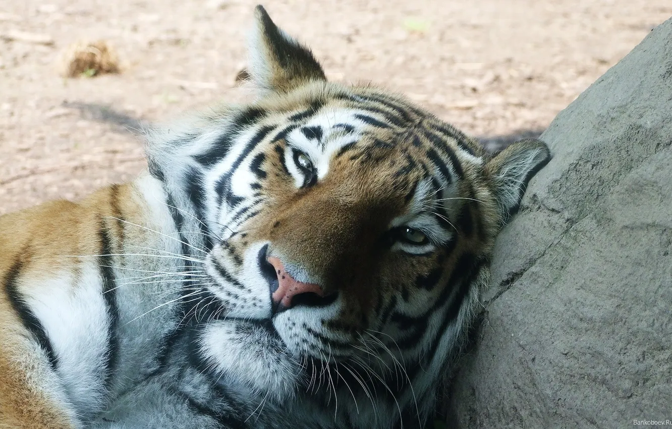 Photo wallpaper cat, tiger, large, red, sleep