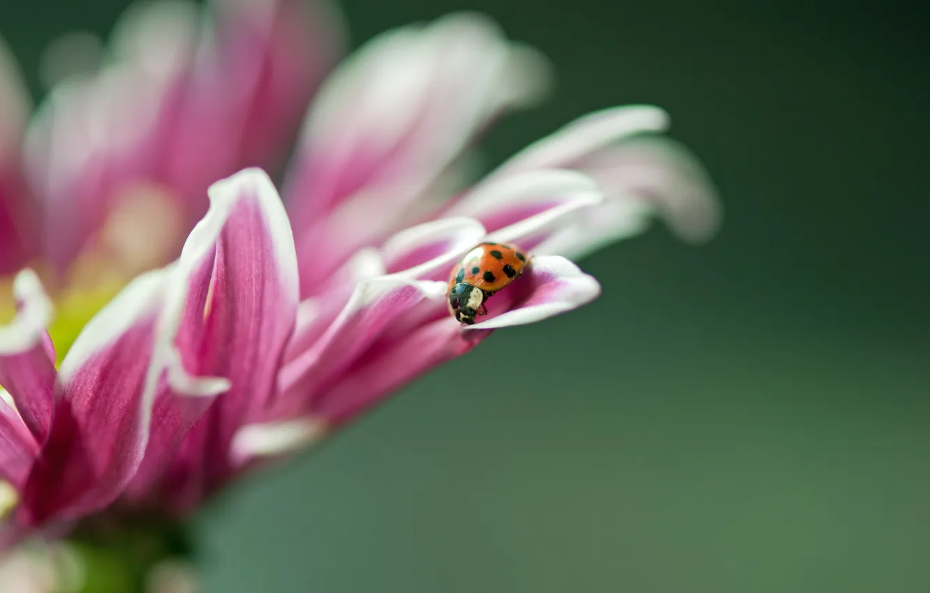 Photo wallpaper macro, flowers, ladybug