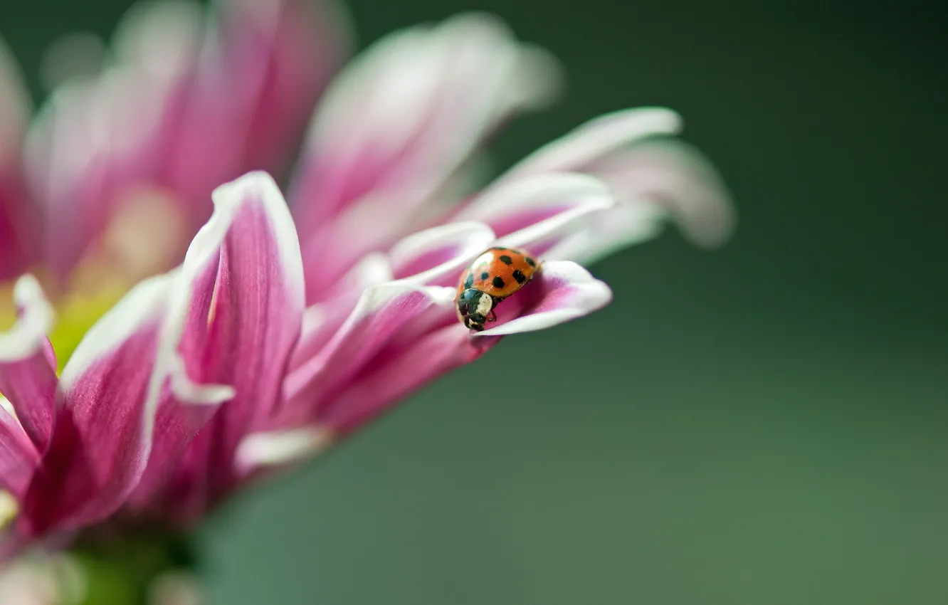 Photo wallpaper flower, macro, ladybug
