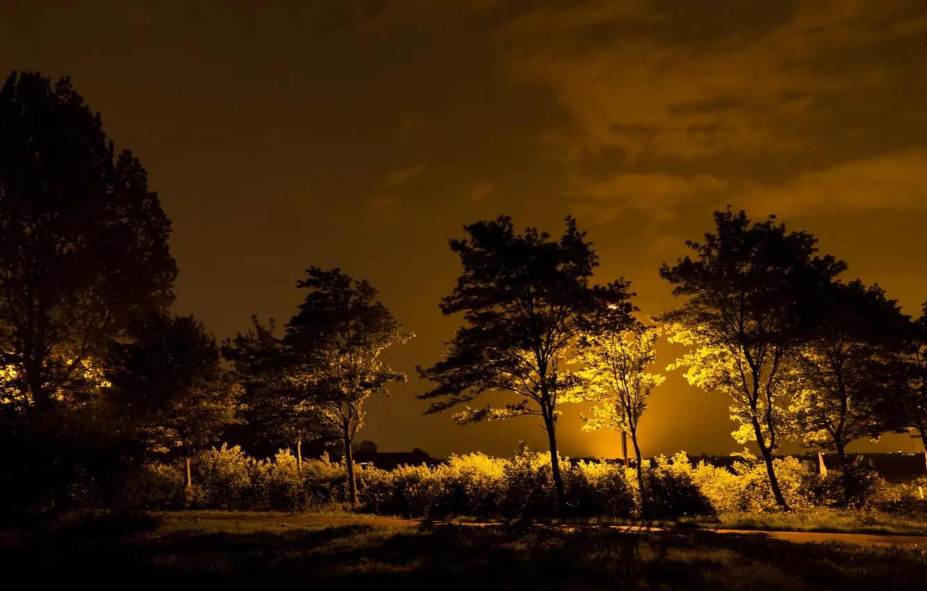 Photo wallpaper light, trees, night