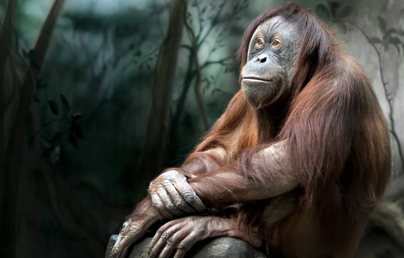 Photo wallpaper feelings, meditation, orangutan