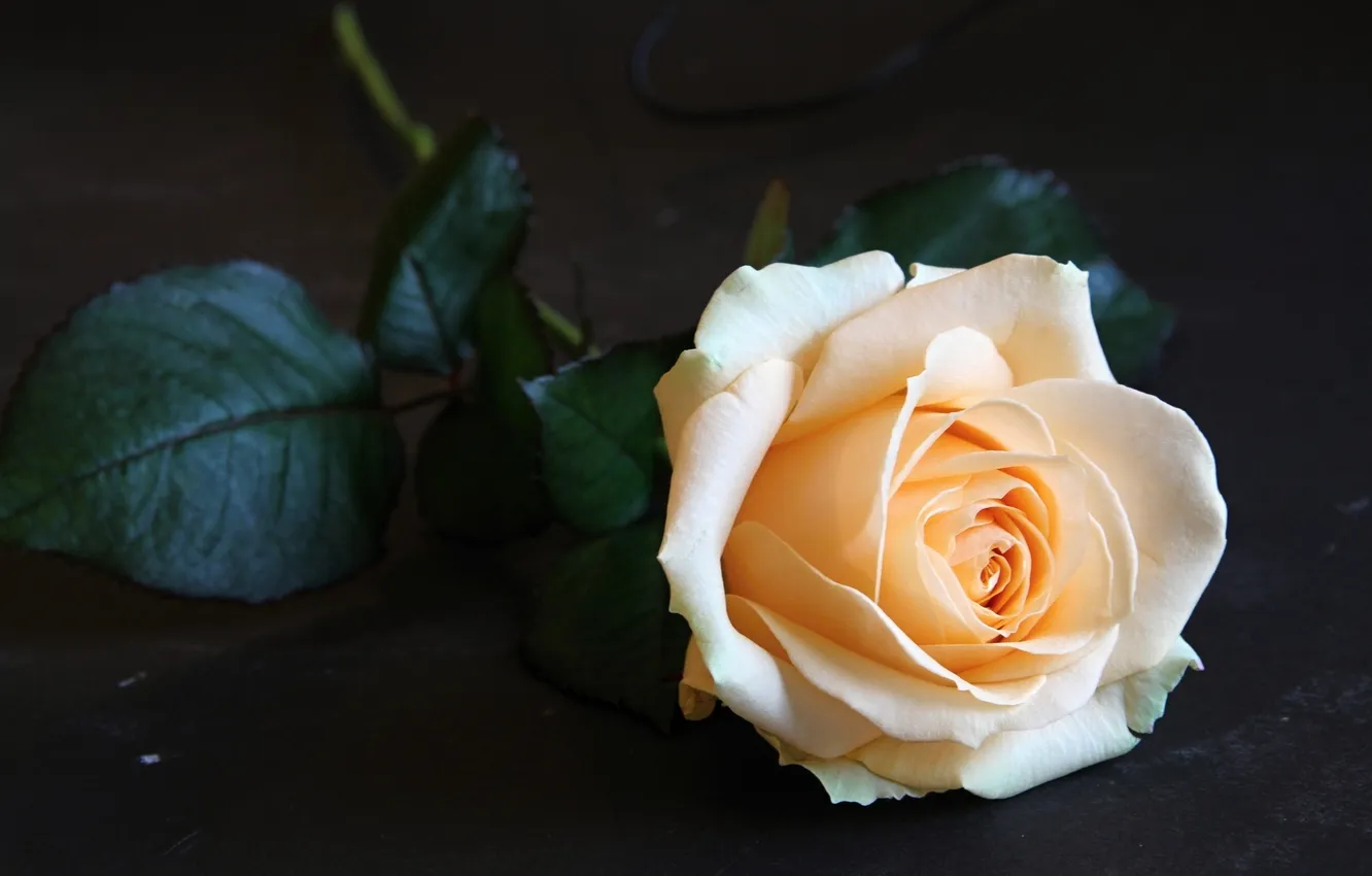 Photo wallpaper tenderness, roses, buds