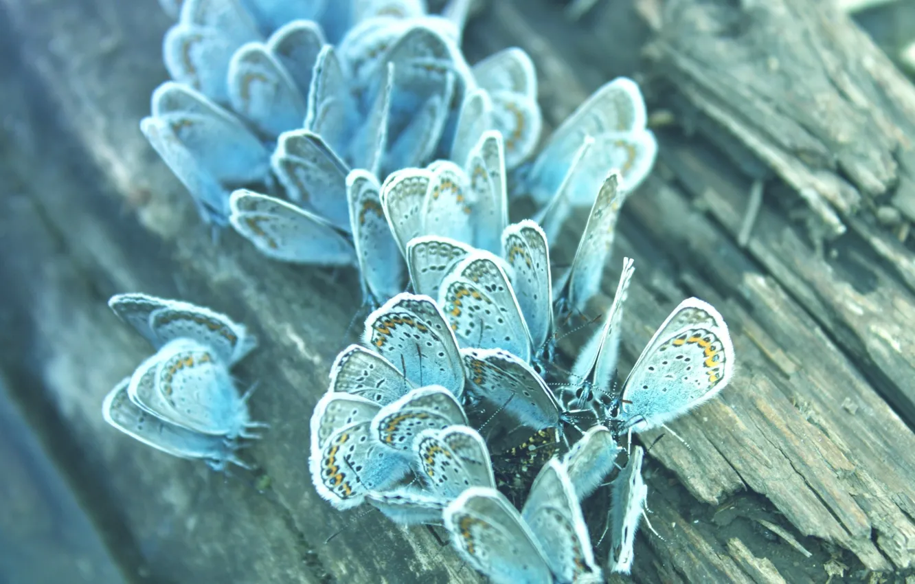 Photo wallpaper macro, butterfly, photo, blue, log