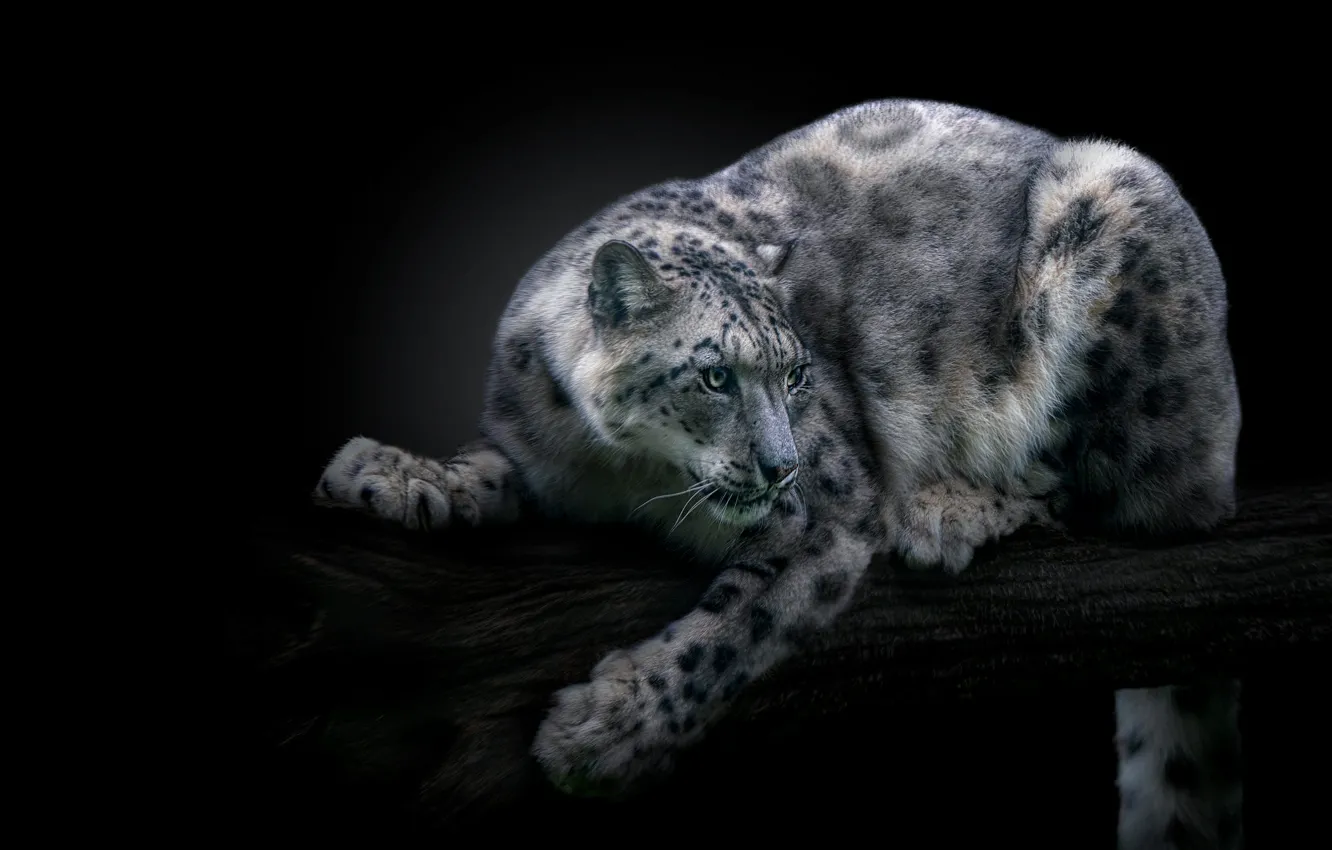 Photo wallpaper look, trees, pose, IRBIS, snow leopard, log, black background, scratching post