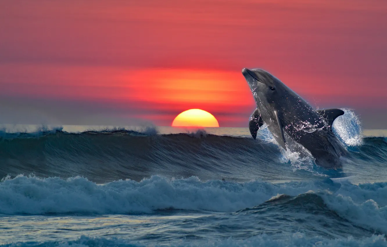 Photo wallpaper sea, sunset, Dolphin, rendering