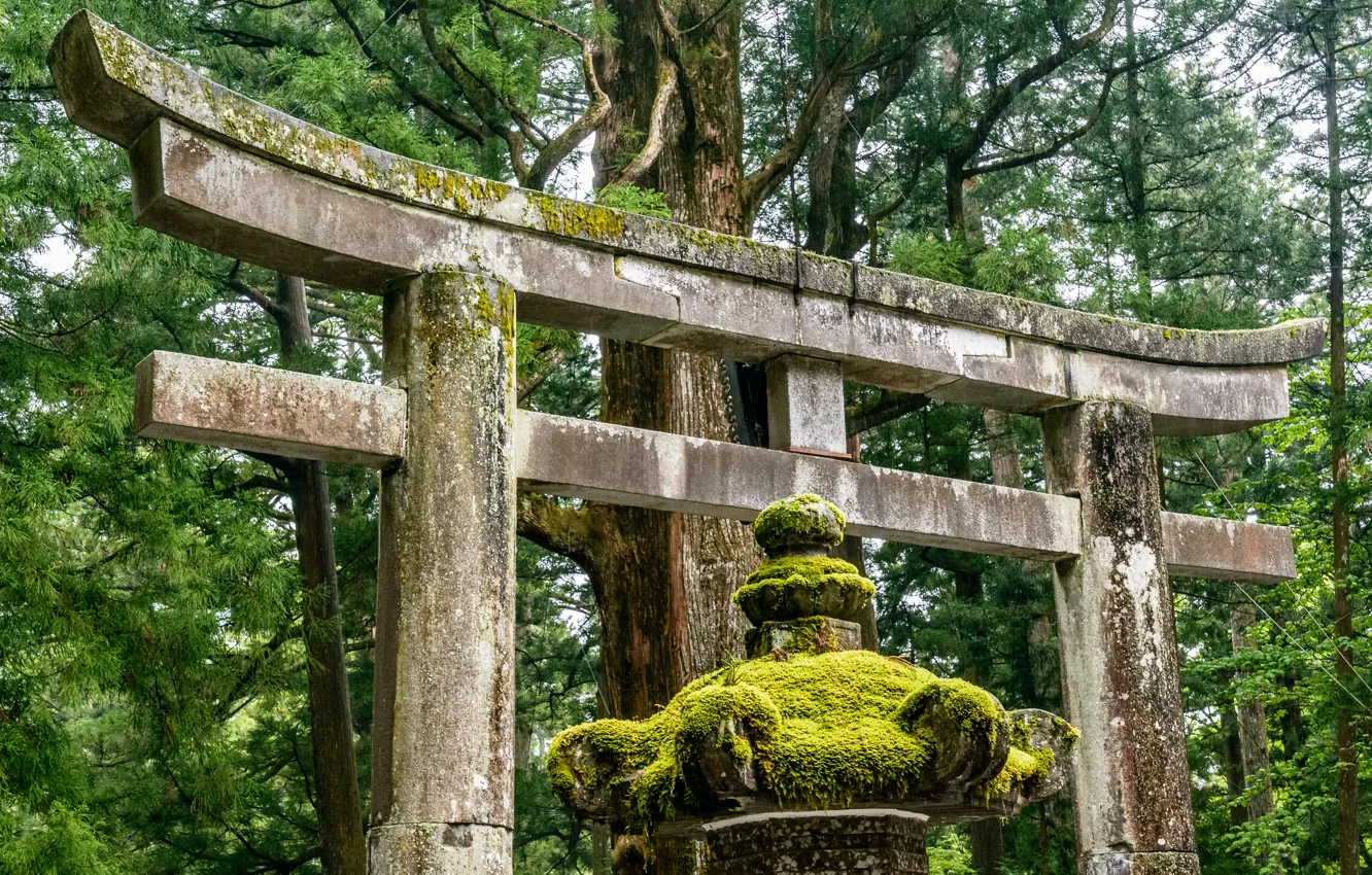 Photo wallpaper Nature, Japan, Forest, Torii