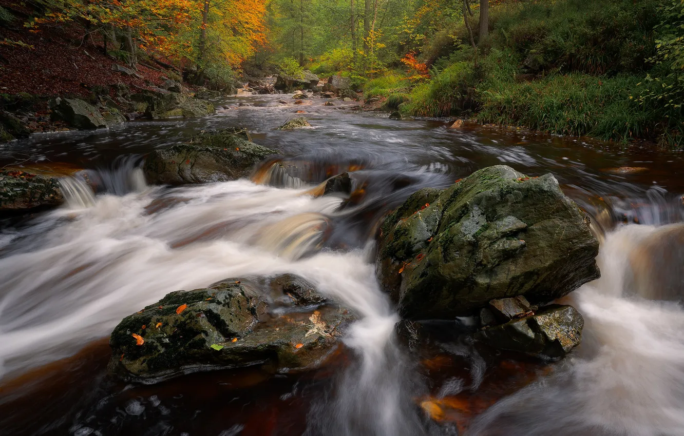 Photo wallpaper autumn, forest, river, stones, shore, for, stream