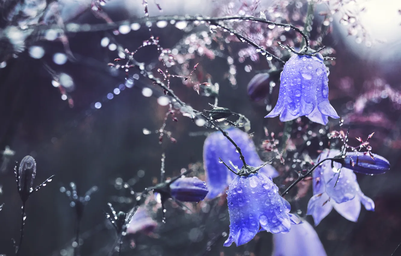 Photo wallpaper water, drops, macro, flowers, bells