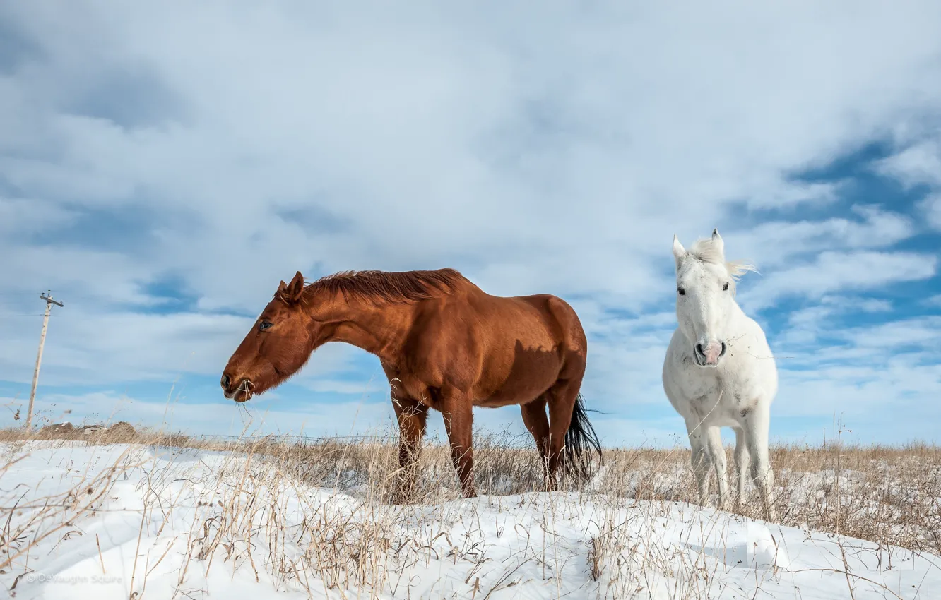 Photo wallpaper winter, snow, horse