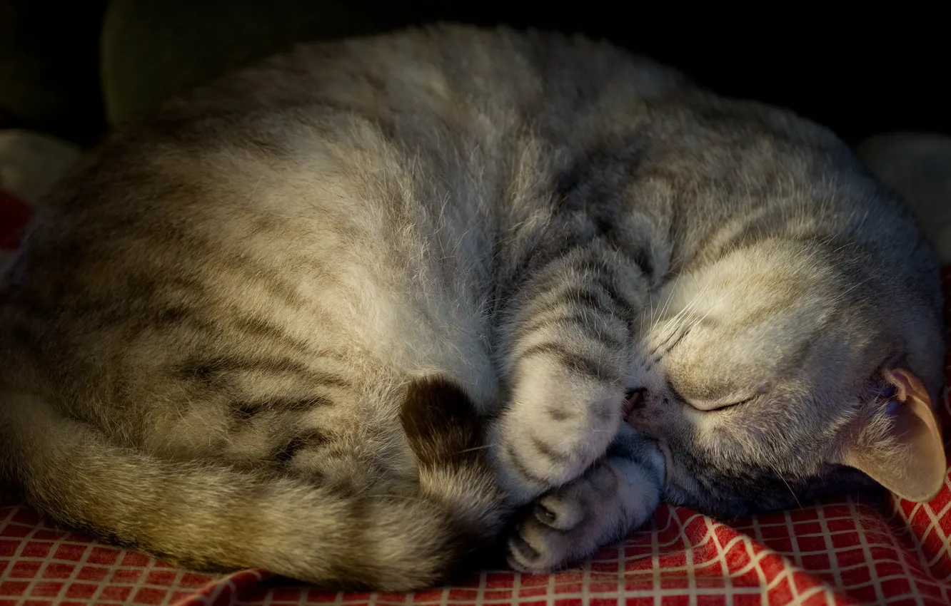 Photo wallpaper cat, cat, grey, stay, sleep, sleeping, fabric, lies