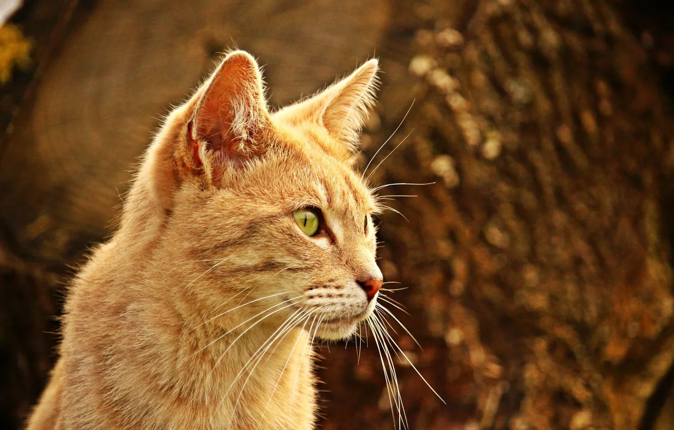 Photo wallpaper cat, red, blurred background