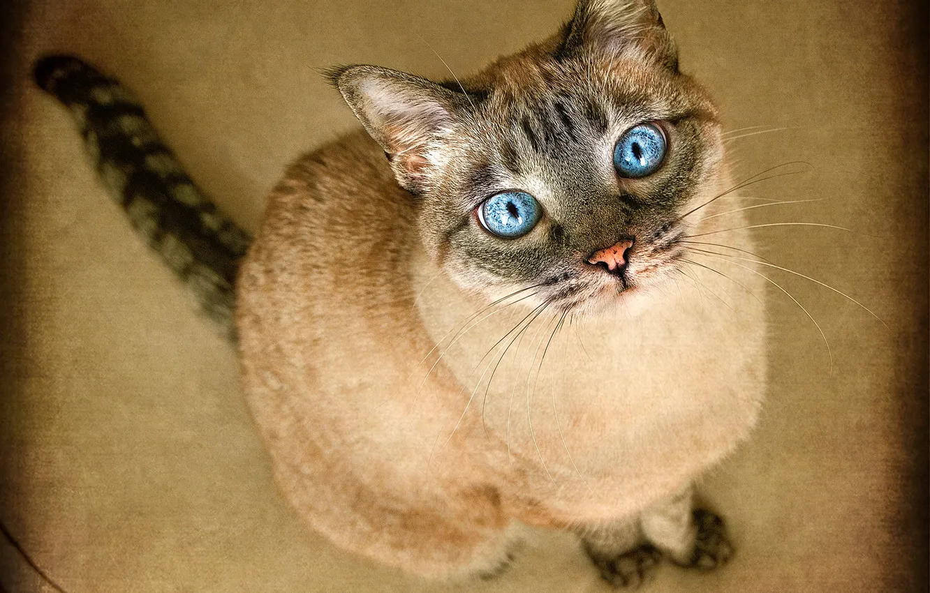 Photo wallpaper cat, cat, look, treatment, tail, blue eyes, face, sitting