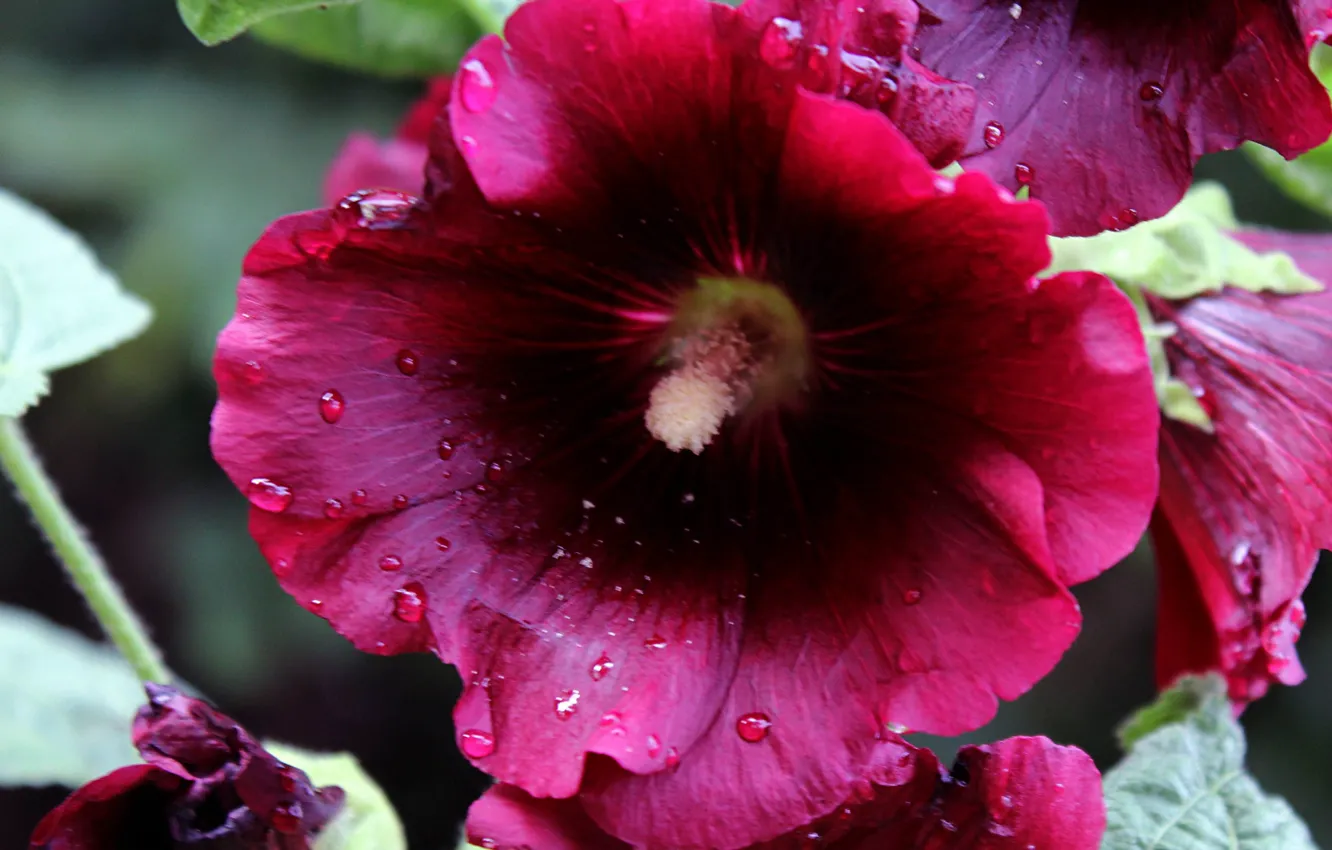 Photo wallpaper summer, macro, flowers, plant, flora, mallow