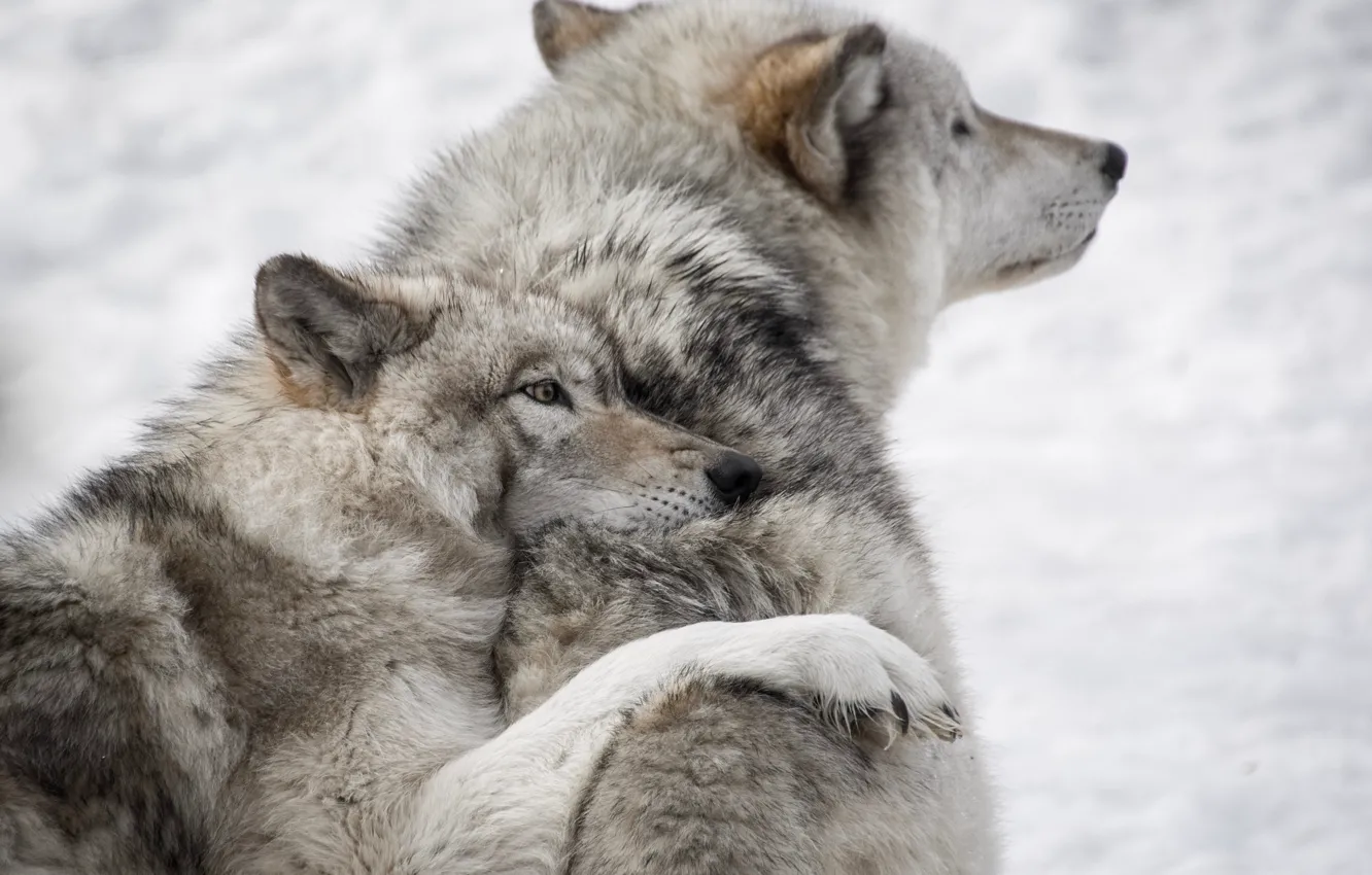 Photo wallpaper love, Predator, nature, animal, wolf, wildlife, portrait, portrait.
