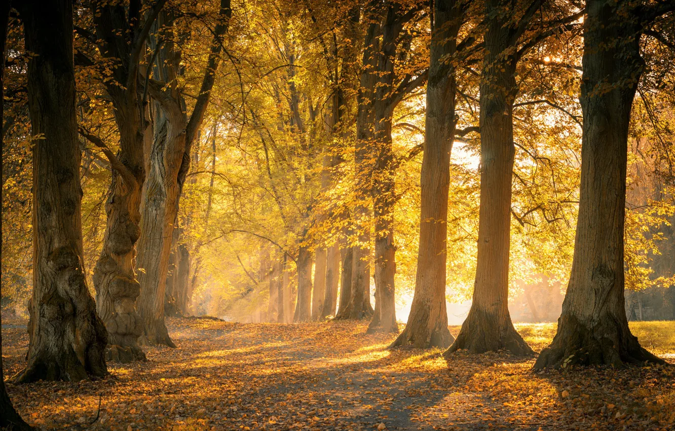 Photo wallpaper autumn, forest, the sun, light, trees, fog, Park, branch