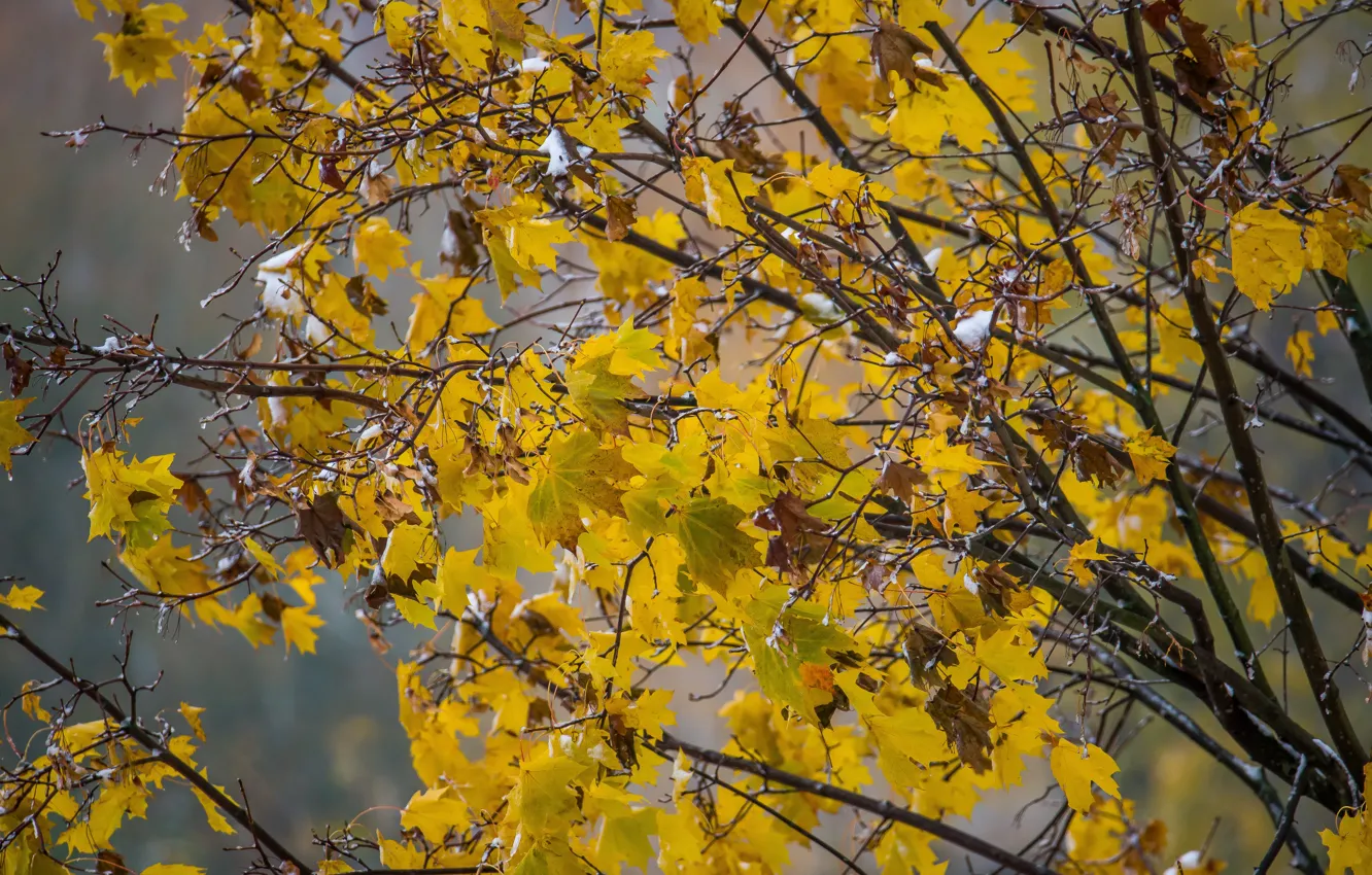 Photo wallpaper autumn, trees, nature, the leaves are yellow