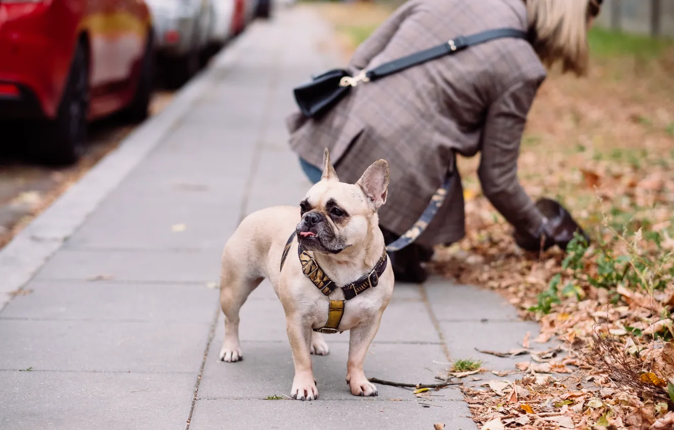Photo wallpaper autumn, girl, Park, park, autumn, funny, French bulldog, funny