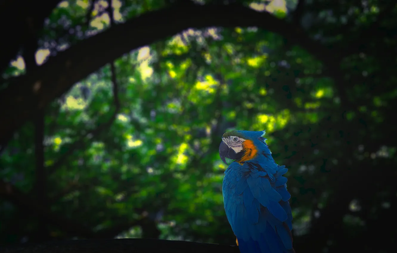 Photo wallpaper blue, jungle, parrot
