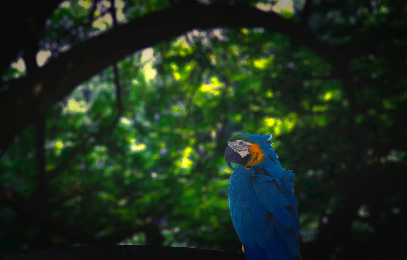 Photo wallpaper Blue, Parrot, Jungle