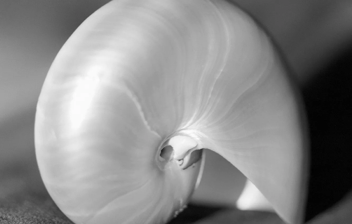 Photo wallpaper close-up, b/W, shell