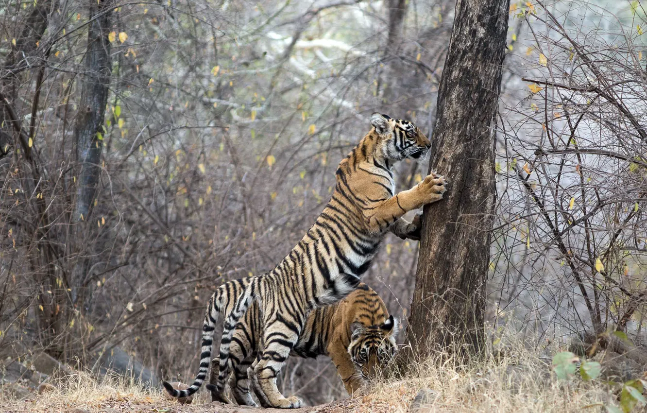 Photo wallpaper tigers, Ranthambhore NP, If