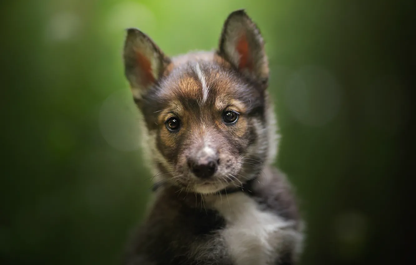 Photo wallpaper look, background, puppy, face, bokeh, The tamaskan dog