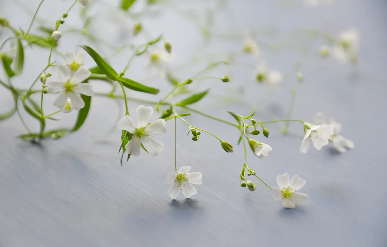 Photo wallpaper macro, flowers, branches, background
