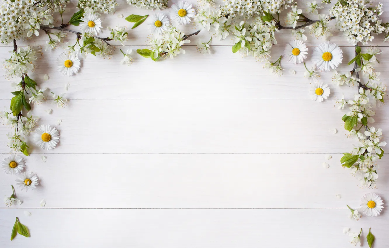 Photo wallpaper branches, background, chamomile, petals, decor, the flowers are white