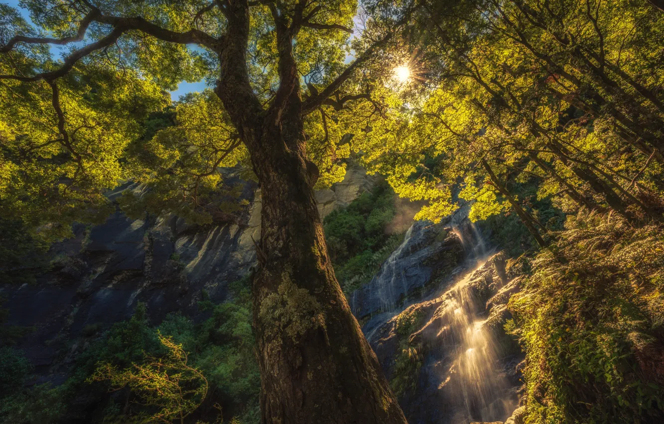 Photo wallpaper greens, summer, the sun, rays, light, trees, rocks, branch