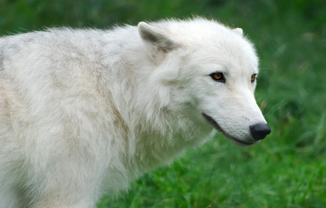 Photo wallpaper white, grass, wolf, Wolf, Arctic, Arctic