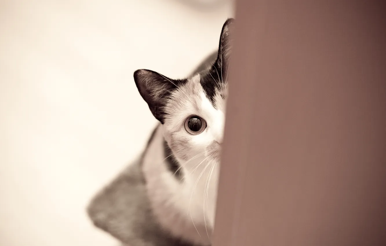 Photo wallpaper cat, cat, eyes, looks
