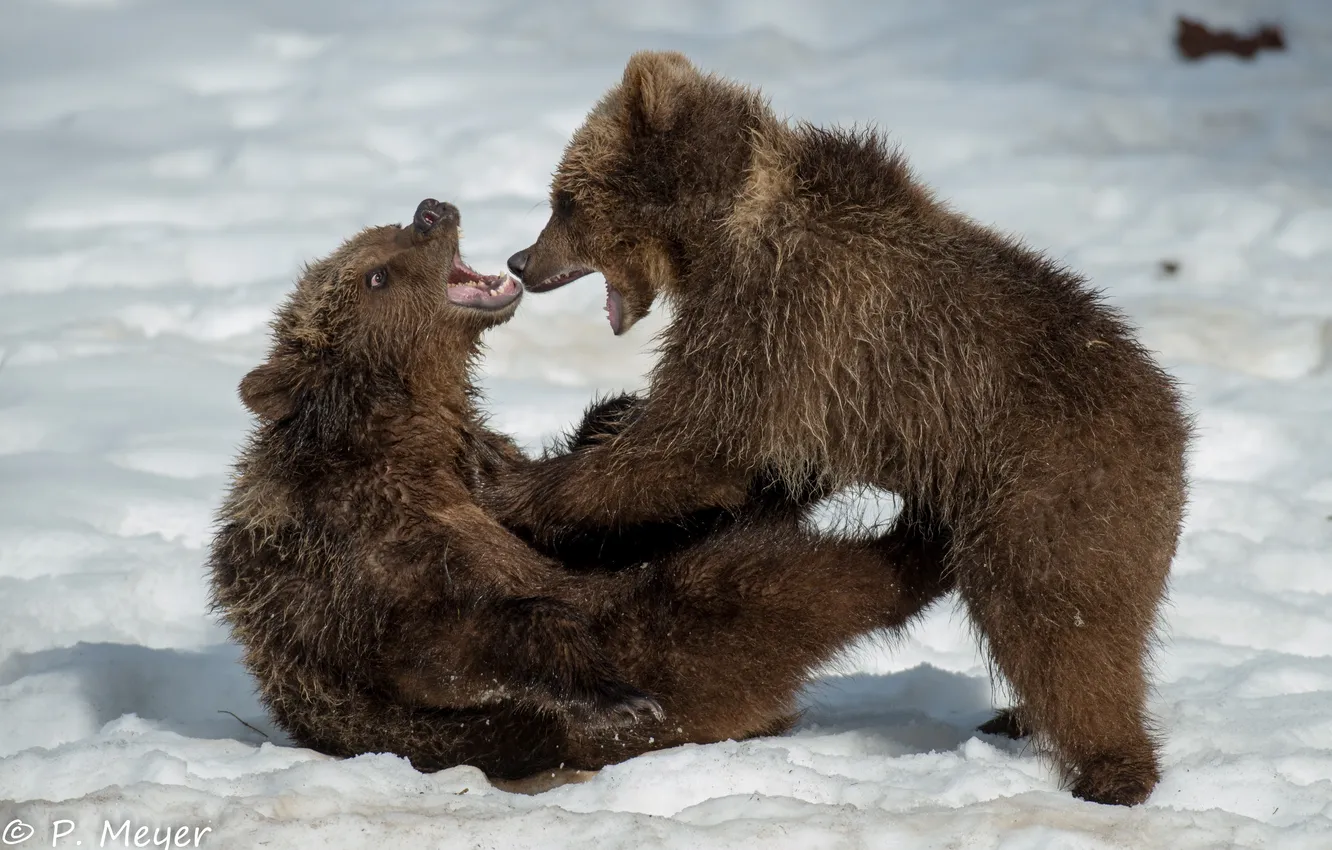 Photo wallpaper winter, snow, the game, fight, baby, fight, mouth, grin